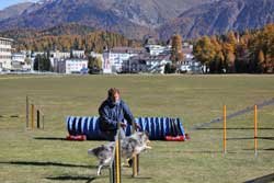 Agility Kurs in St. Moritz vom 17. bis 19. Oktober