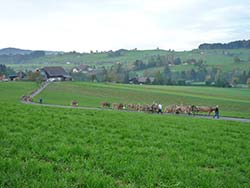 Viehschau 18. Oktober 2012
