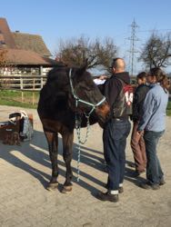 Manuelle Therapie 11. - 13.11.2015