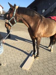 Manuelle Therapie 11. - 13.11.2015
