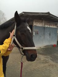 Manuelle Therapie 11. - 13.11.2015