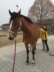 Manuelle Therapie 11. - 13.11.2015