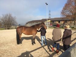 Manuelle Therapie 11. - 13.11.2015
