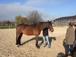 Manuelle Therapie 11. - 13.11.2015