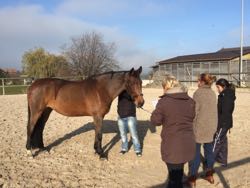 Manuelle Therapie 11. - 13.11.2015