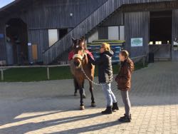 Manuelle Therapie 11. - 13.11.2015