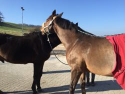 Manuelle Therapie 11. - 13.11.2015