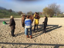 Manuelle Therapie 11. - 13.11.2015