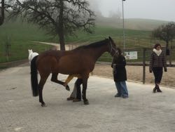 Manuelle Therapie 11. - 13.11.2015