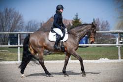 RVS 4. Dressur Concours