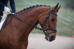 RVS 4. Dressur Concours