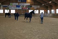 Bodenarbeitskurs mit Derek Frank 5./6.11.2016