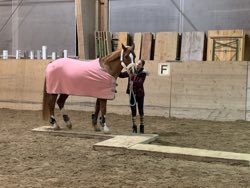 Indoor Trail-Kurs 2020