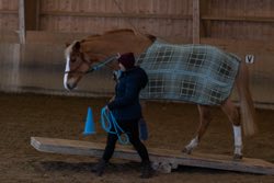 Indoor Trail-Kurs 2020