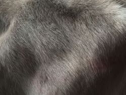 Kuscheliges Fell