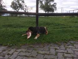 Rex
