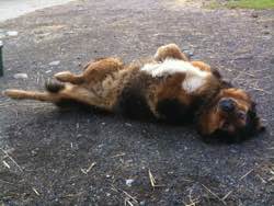 Rex