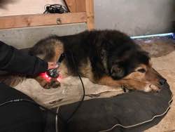 Rex