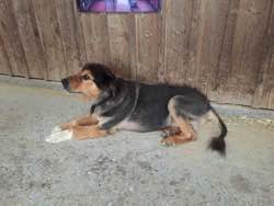 Rex