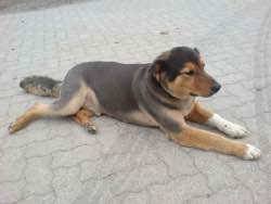 Rex