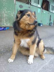 Rex