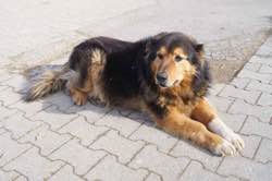 Rex